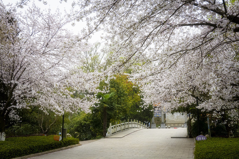 随州：樱花开正艳 市民来打卡