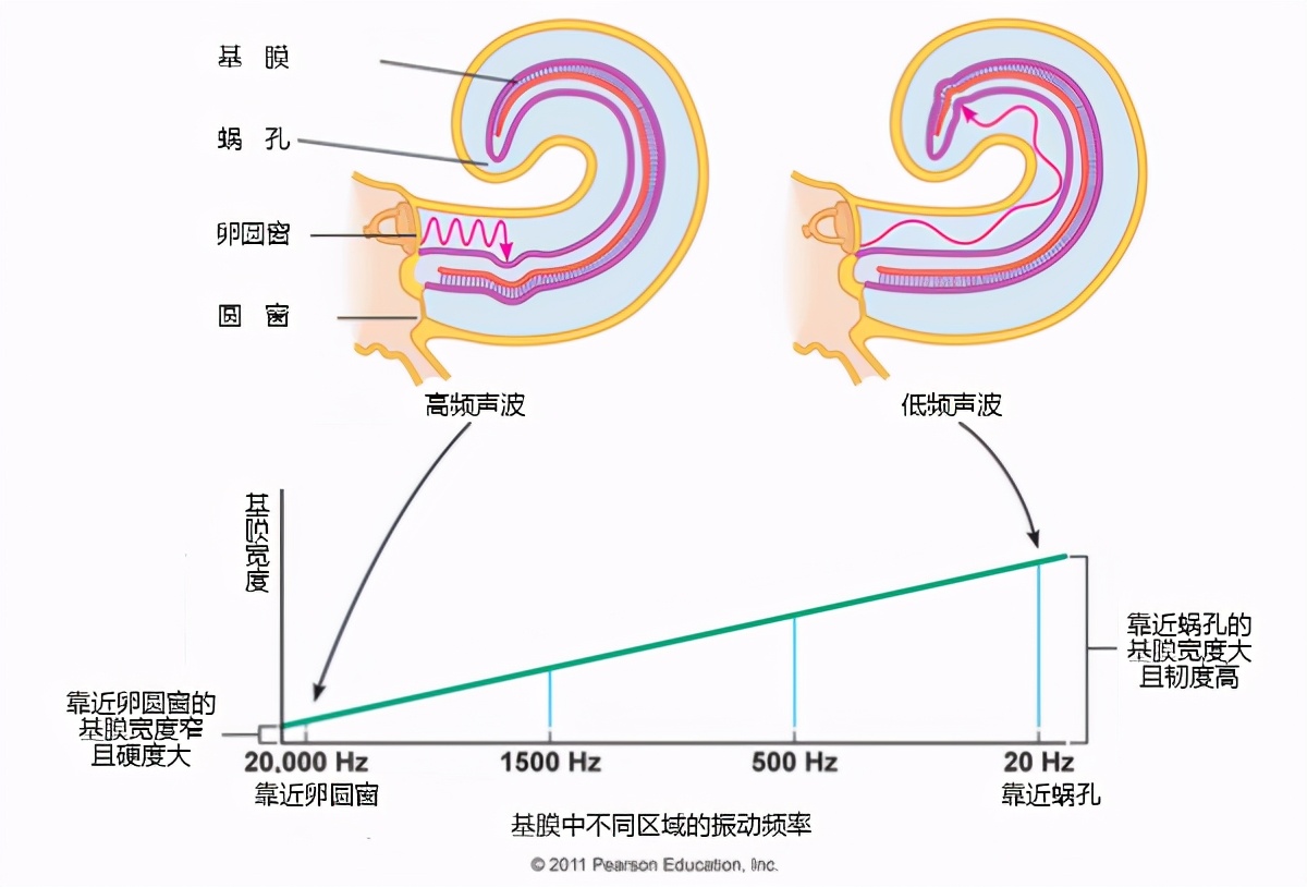 如果人类可以听到次声波和超声波,会有什么惊人的发展