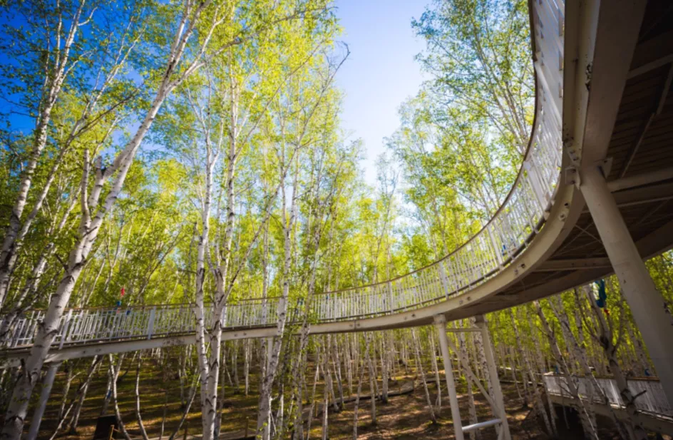呼伦贝尔网红打卡地:额尔古纳白桦林