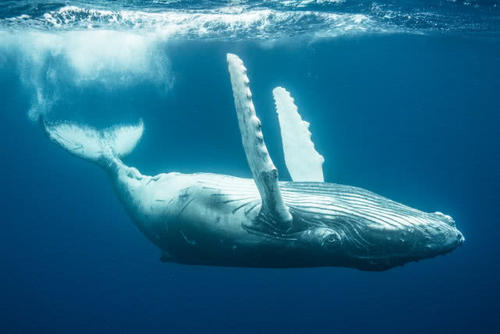 鲸落：生于海、归于海、长于海、隐于海，一鲸落万物生