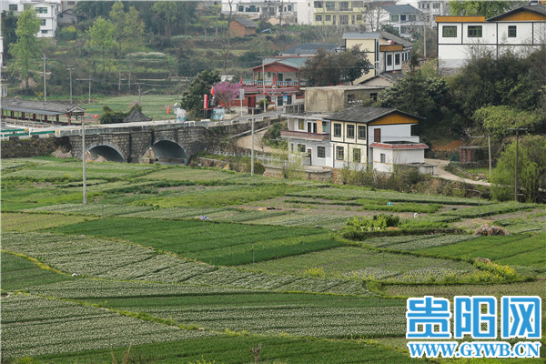 Guiyang: The person is diligent spring come early, green " sweet " the right season or time