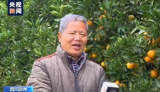 四川达州47万亩柑橘陆续成熟“经纪人”内联外引助力果农丰产增收