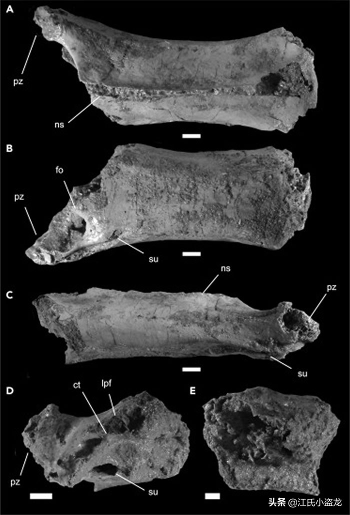古生物學家揭開超級翼龍脖子中的奧秘