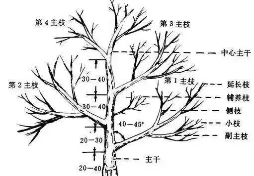 「养护管理」 园林人必备技术：园林植物的养护管理措施和方法