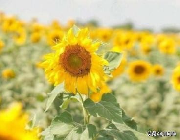 适合周年纪念发的甜蜜句子：深情不及久伴 厚爱无需多言图片