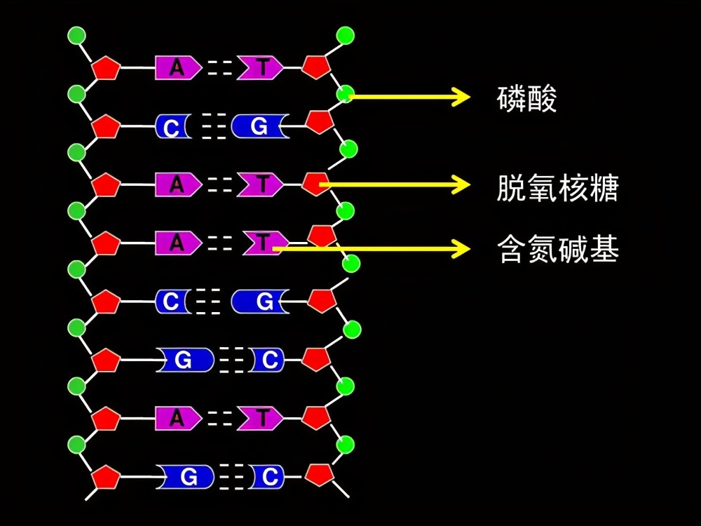 究竟怎麽算“活著”？如果能繁殖才算生命，難道騾子是死的？
