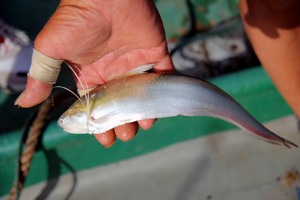 長江刀魚的“倔強(qiáng)”：價(jià)格飆升百倍，卻一條難求，如今絕地重生？