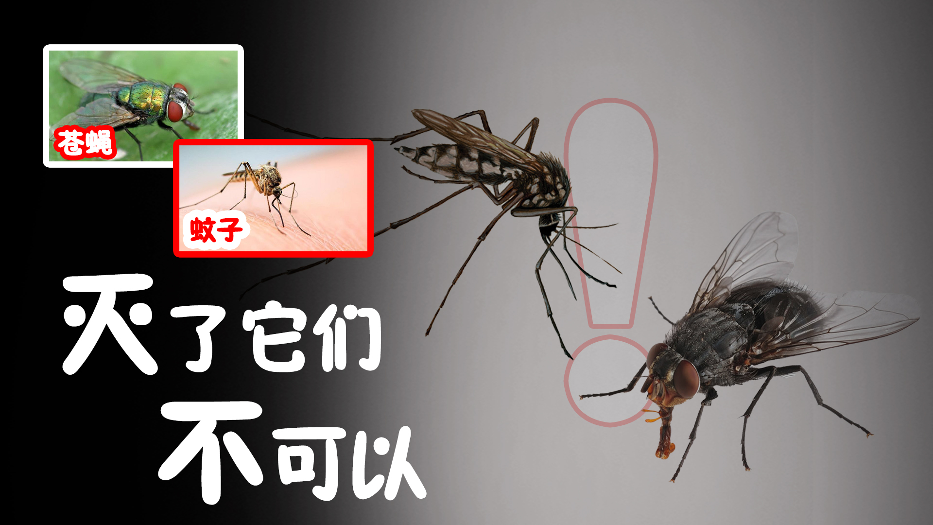 蒼蠅和蚊子如此可恨，我們?yōu)槭裁床荒軐⑵淙繗灉纾? img_height=