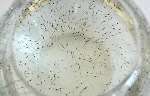 虾价上涨！虾苗您选对了吗？养虾人口中的好虾苗怎么选？