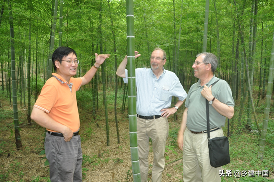 江阴市003号民宿——朝阳山庄：定山竹海里的康美基地