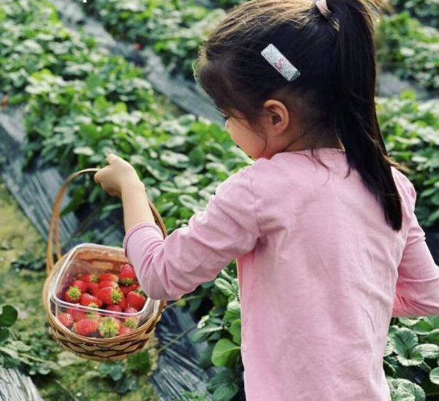 梁咏琪带女儿摘草莓，混血女儿继承妈妈美貌，