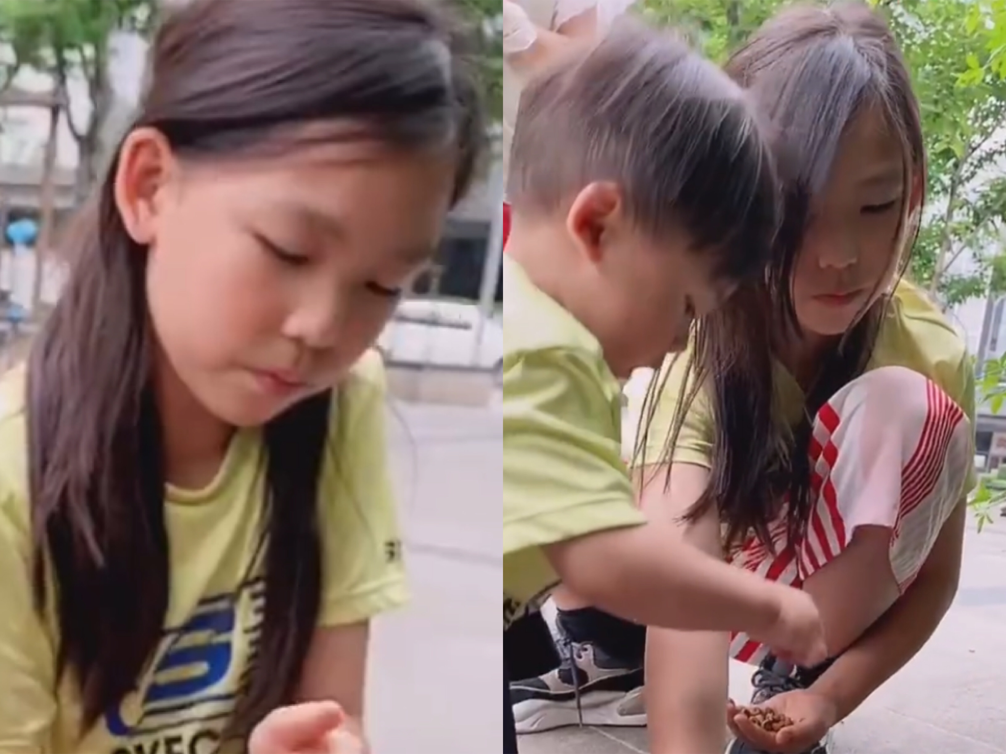 蔡少芬张晋带三子女喂流浪猫，鱼蛋投喂成功后开心不已，模样超萌