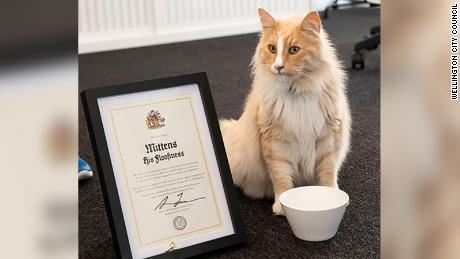 一只散养街头的猫咪成为2020年新西兰年度人物奖的有力竞争者