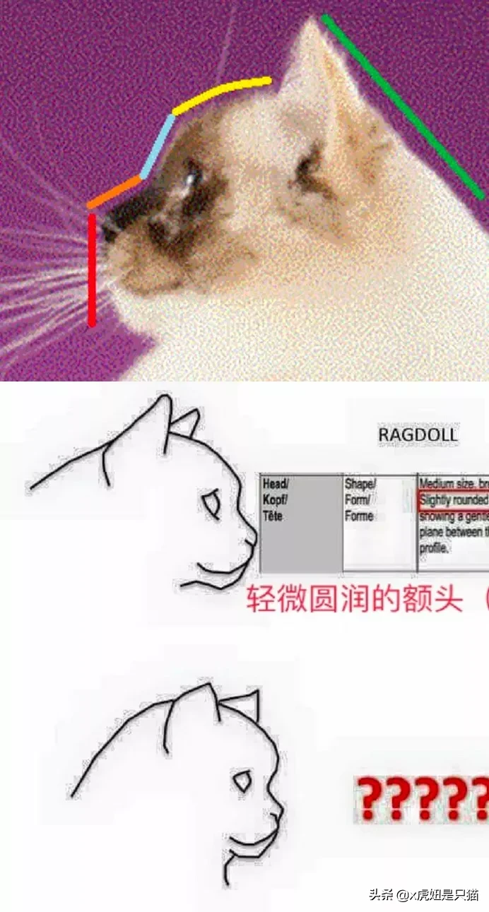 布偶貓品種標準詳細圖解
