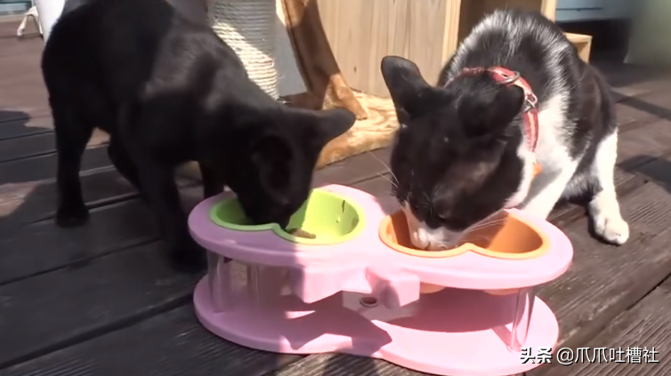 猫咪每日奔袭8公里，只为谈恋爱，谁说异地恋就没有好结局？