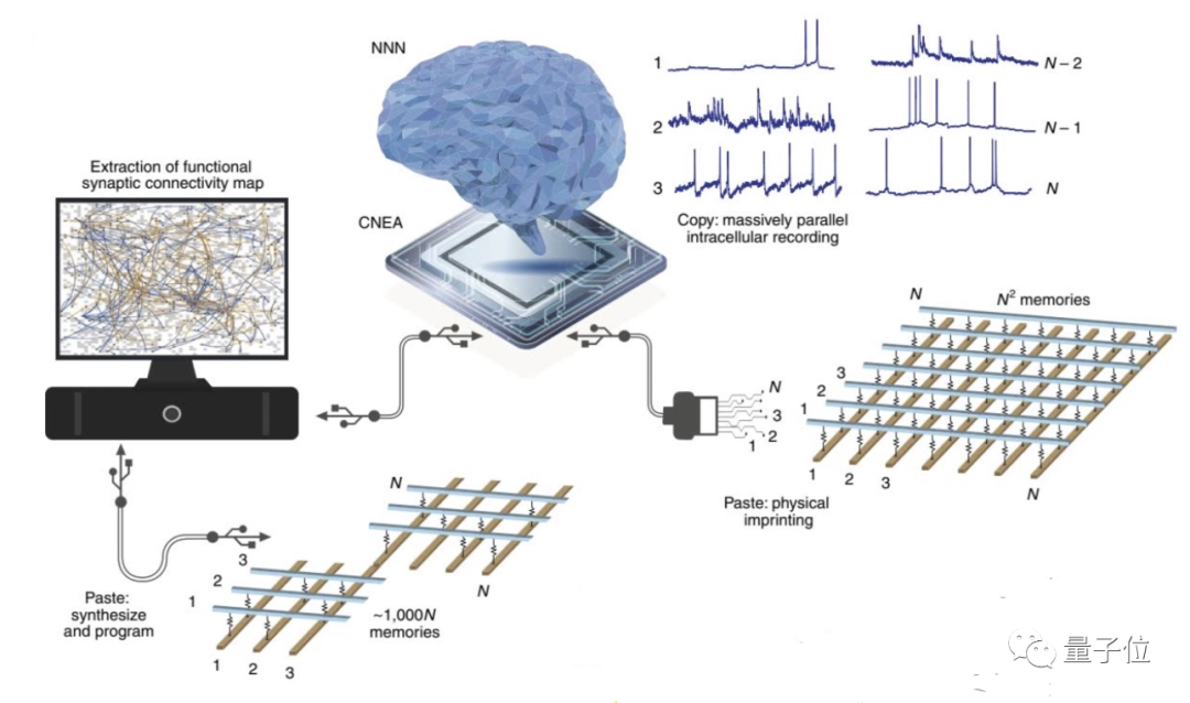 类脑芯片怎么搞？三星&哈佛：直接复制粘贴神经元 | Nature子刊