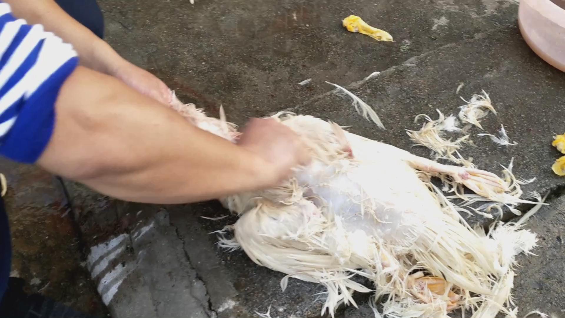 鸭子脱毛原来可以用这种方法，就像脱衣服一样快，长见识了
