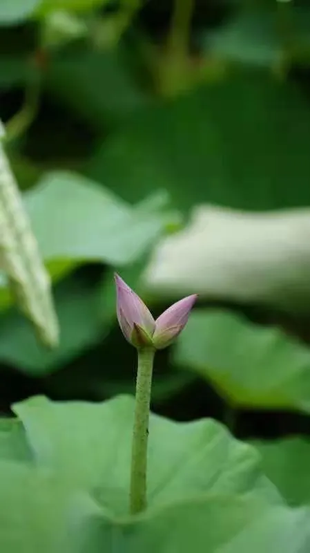 花开并蒂!济南大明湖发现“并蒂莲”