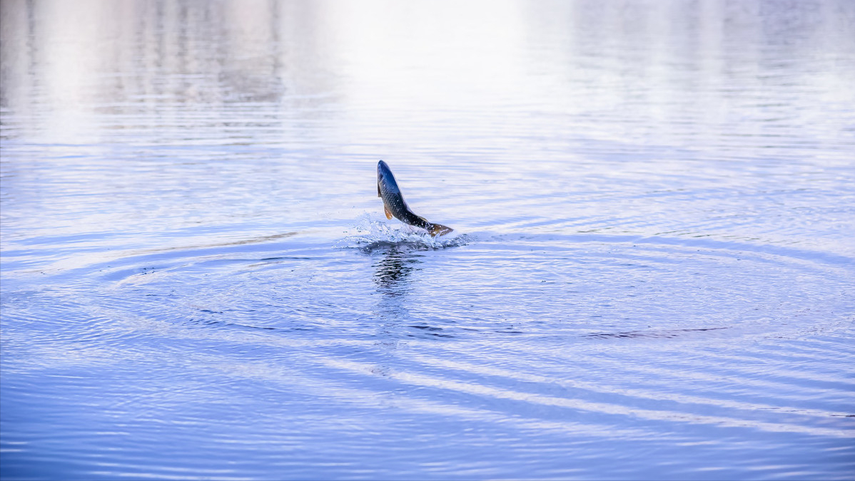鱼在水面跳跃的可能原因分析,不慌乱要从容,要分门别类的应对