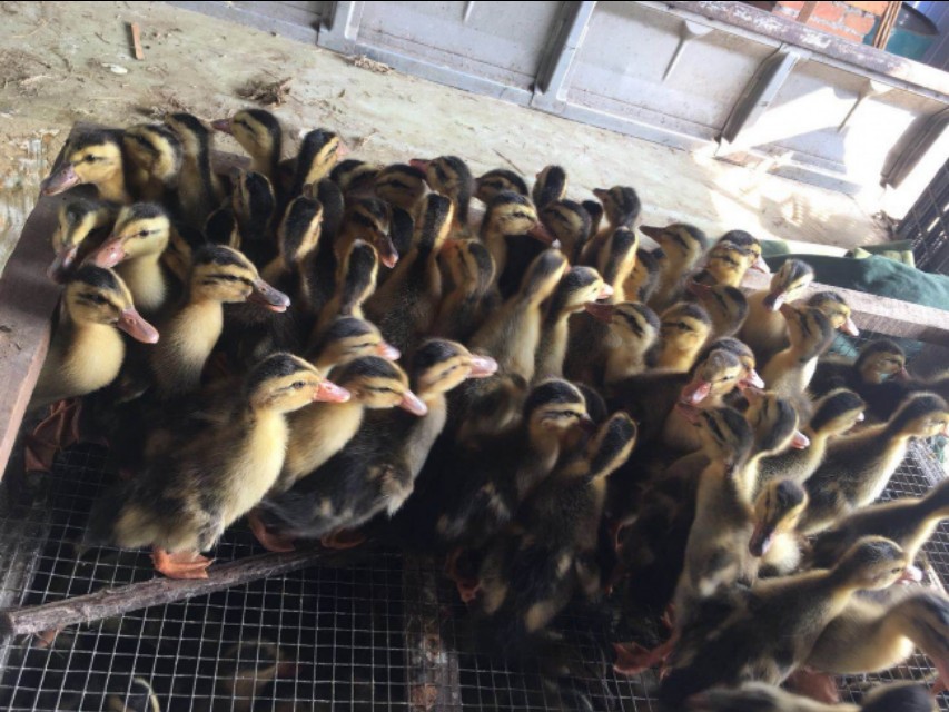 麻鸭苗养殖怎么样麻鸭雏鸭的饲养管理方法