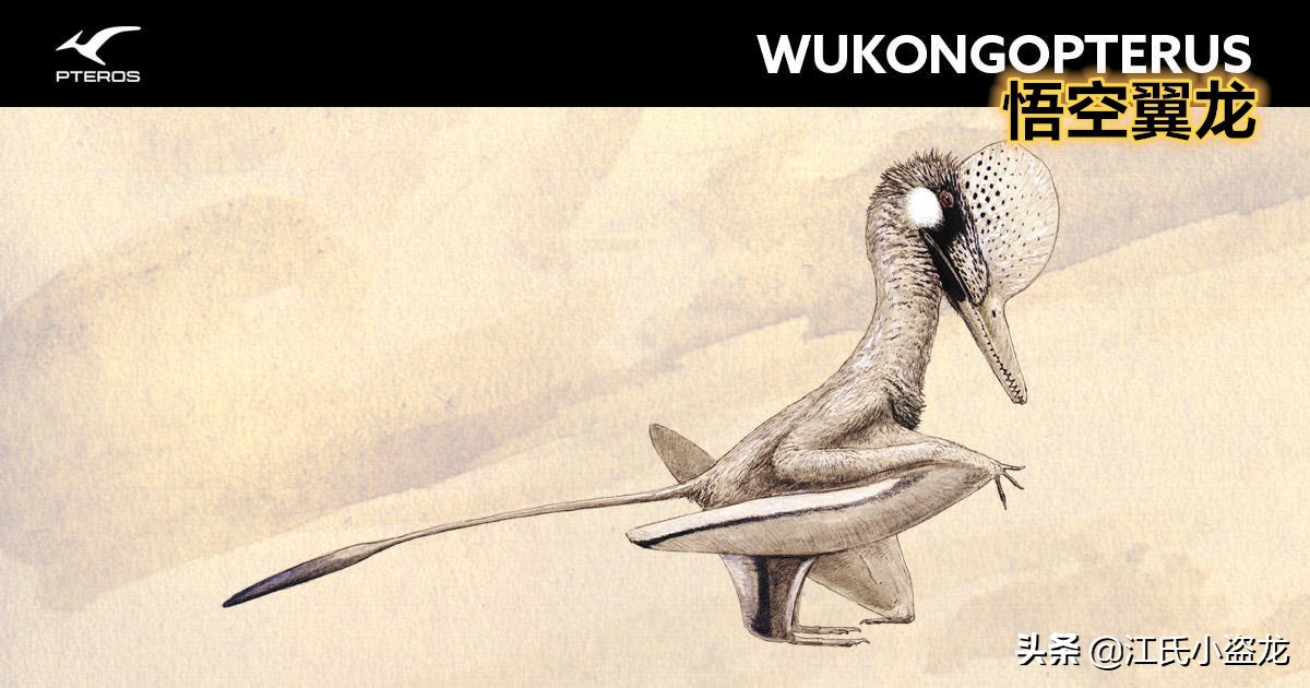 侏羅紀的翼龍竟然會“擒拿手”