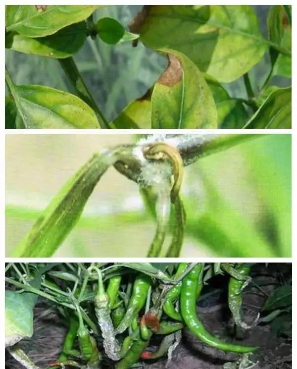 这4种病害将“大面积爆发”！严重时至少减产