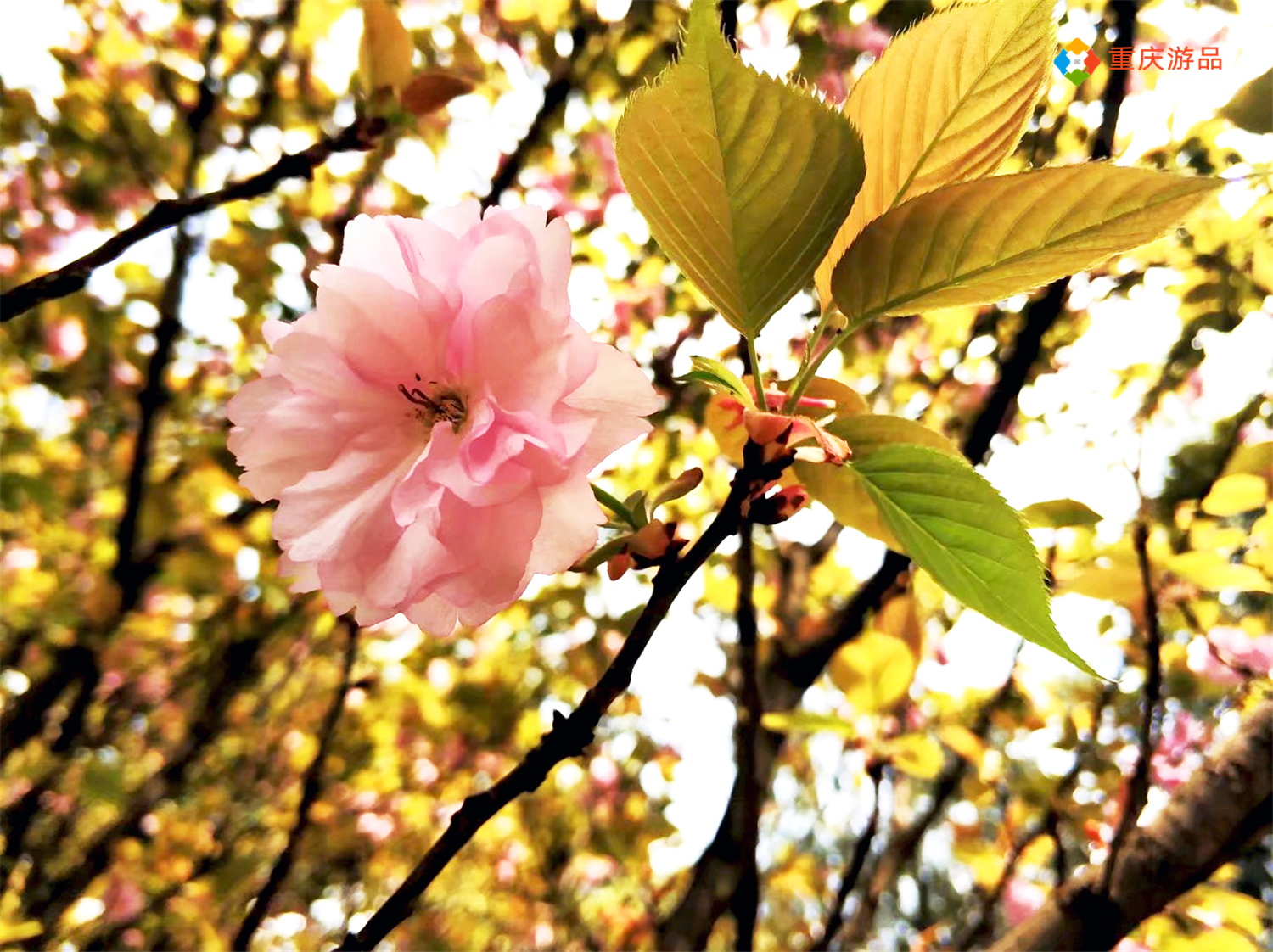 惊蛰踏春出游，看腻了姹紫嫣红？重庆路边的这些小花也超养眼