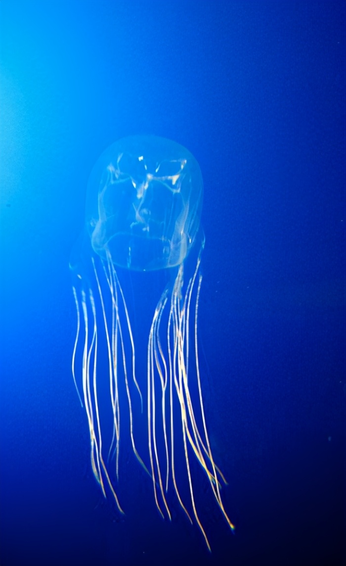 澳洲海滩出现全球最毒生物！一碰致命！已有1