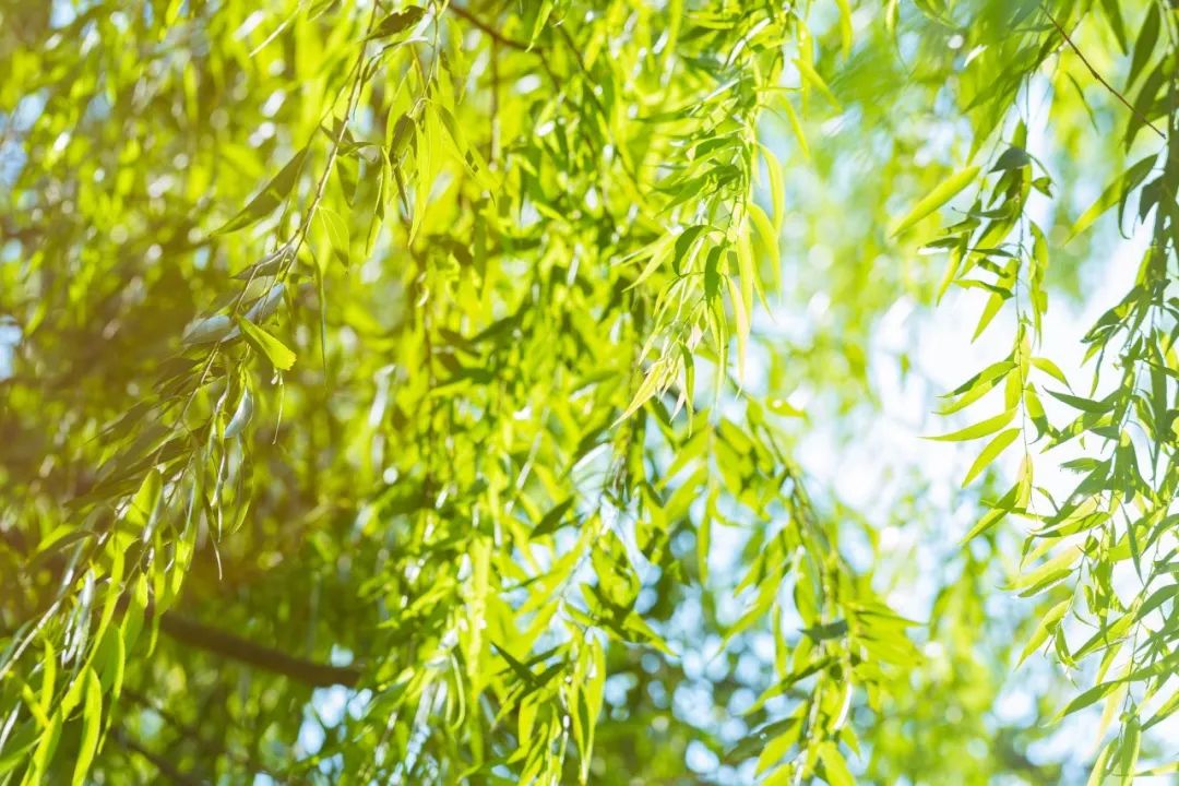 植树节｜7种树木，30首诗词，扬起百样情思-第1张图片-非凡网