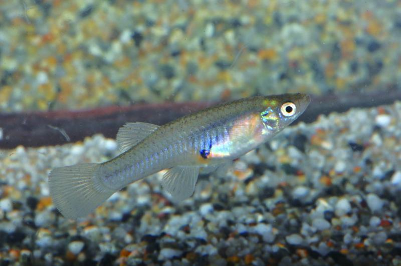 外來物種食蚊魚入侵中國泛濫成災，一天吃蚊2000隻，現在如何了？