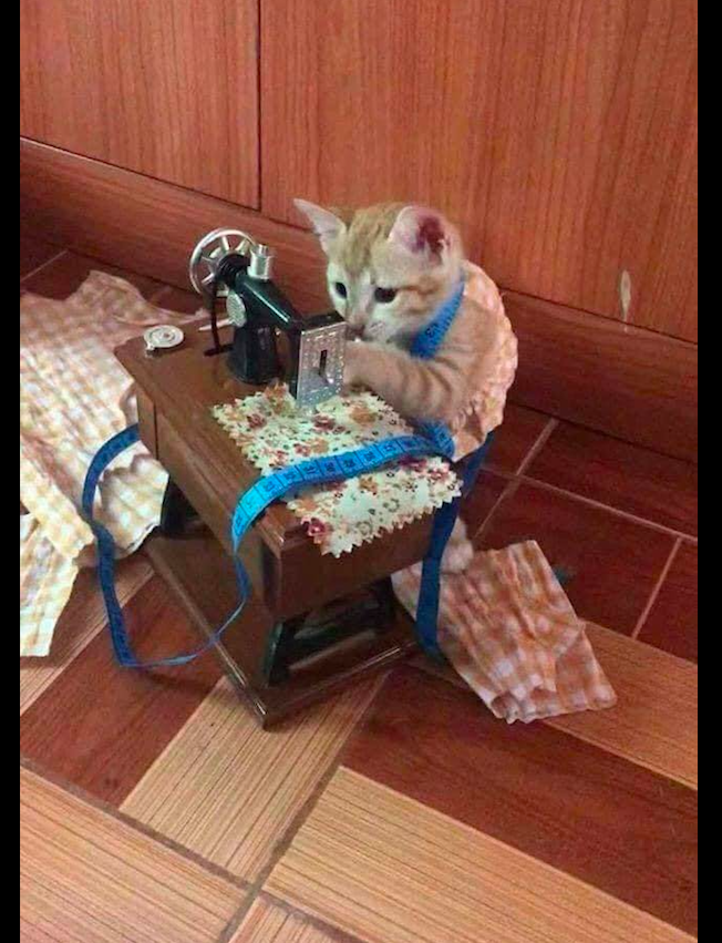 Feline Mi runs to the side of sewing machine, those who the model has kind is dry remove work to come, cat: A day when make feline food hard