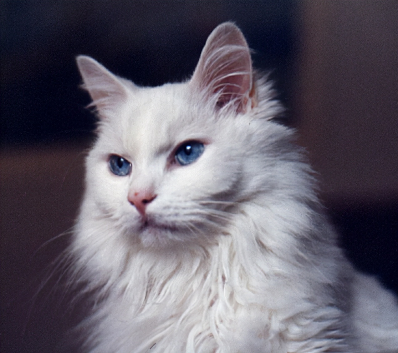 Breed Traceability Identification Series Turkish Angora Inews
