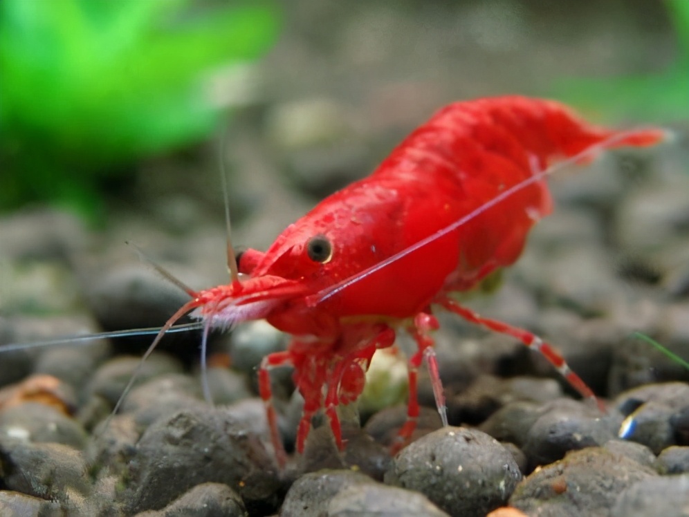 观赏虾图片集