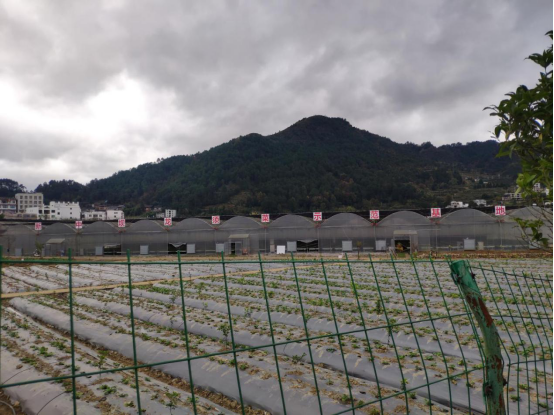 贵州省凯里市：订单蔬菜 长势喜人