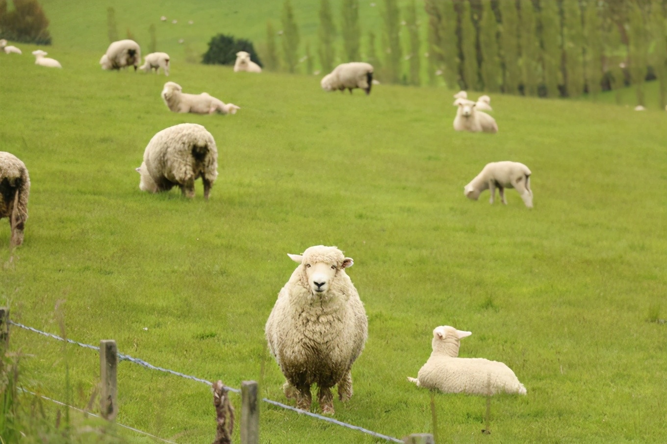 羊突然不倒嚼了，是什么原因引起的？