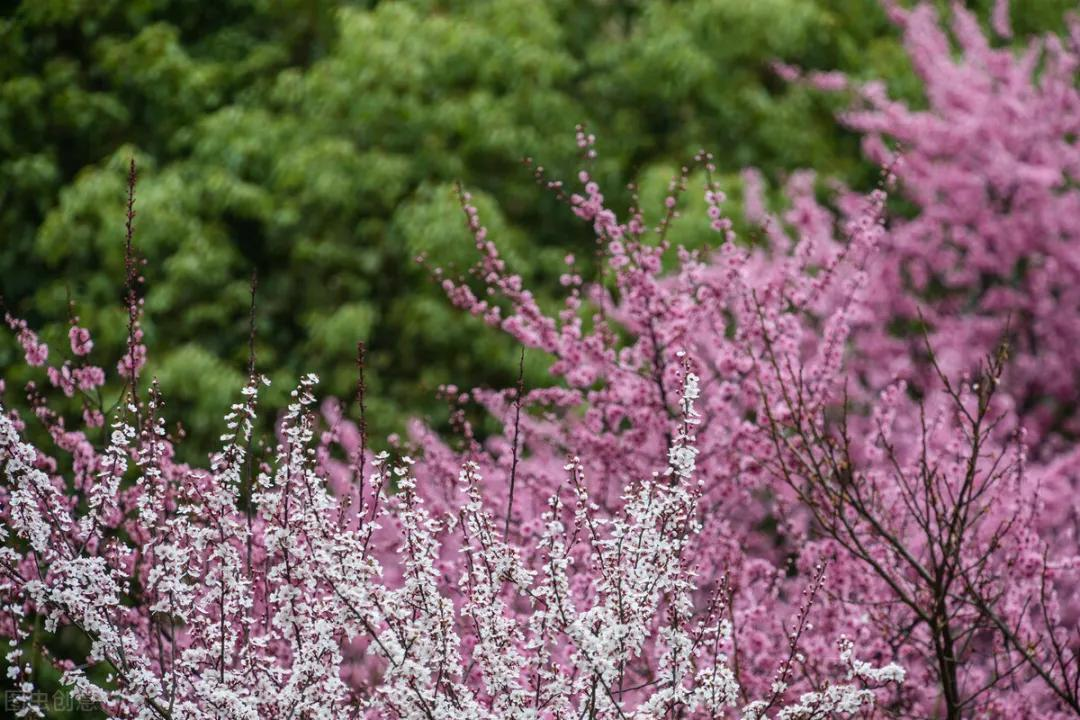 惊蛰|一阵催花雨,数声惊蛰雷