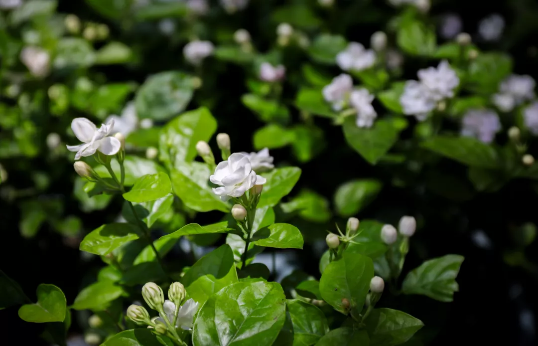 真味 春天除了野菜还有春花可食 百草箱中医 Mdeditor