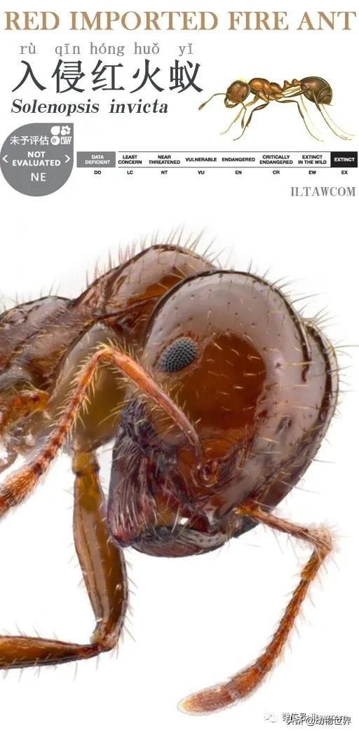 “無敵的”入侵紅火蟻