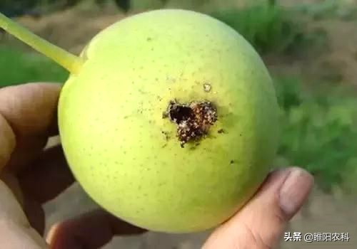 记住这几个杀虫配方，防治害虫不求人