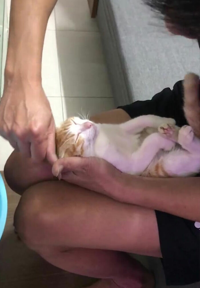 爷爷把猫当示范，教儿子如何给婴儿洗澡