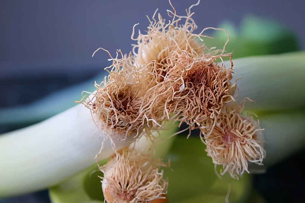 立春宜嘗春盤菜、四神湯，助你防病、生陽、調肝臟