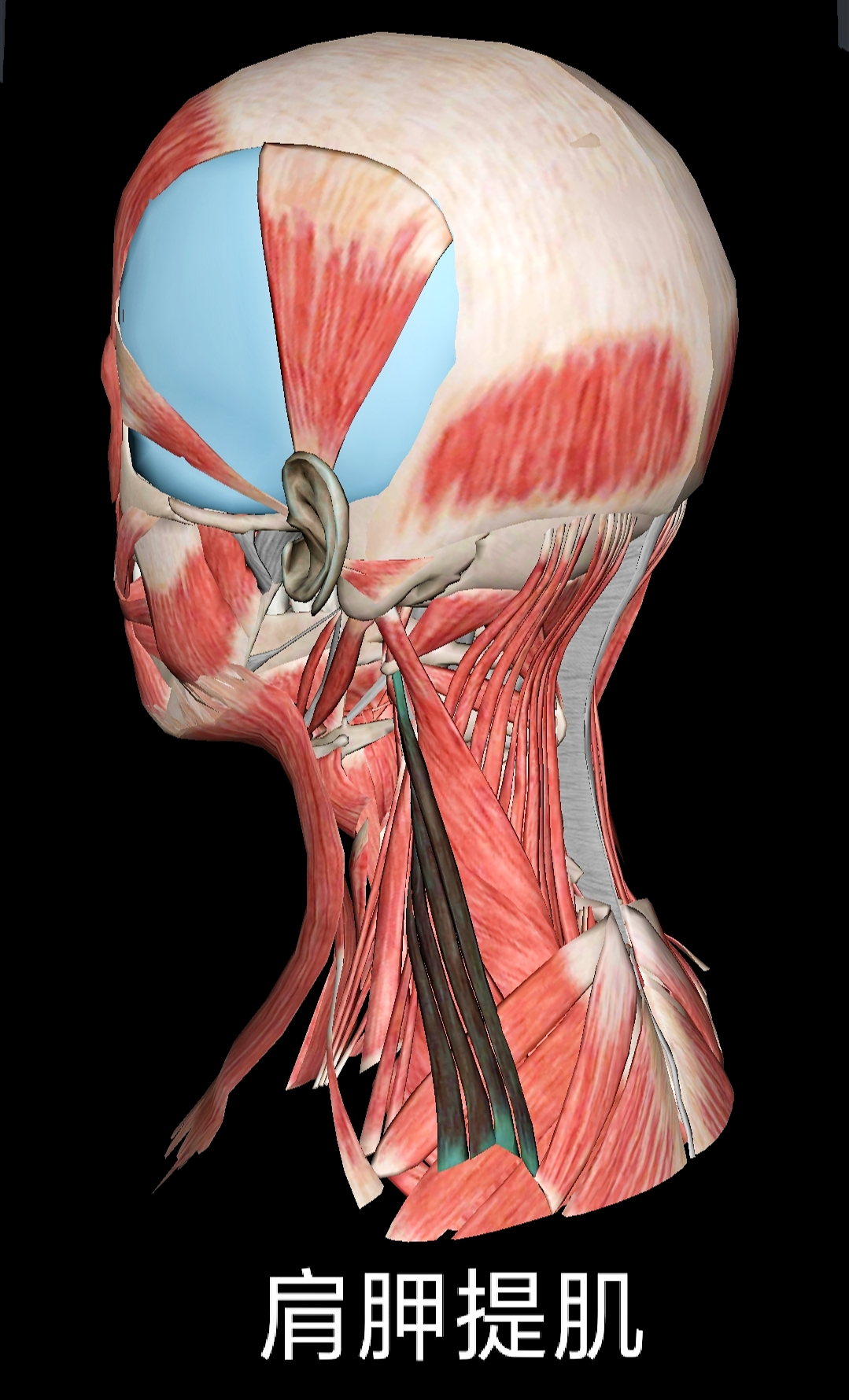 浅谈颈部解剖之“肌肉”