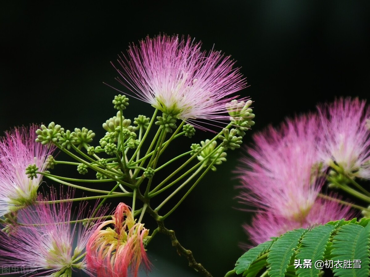 从古诗合欢花四首，解读父母爱情，一生一世一双人-第5张图片-诗句网