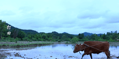 网红李子柒和国家院士袁隆平一起“获奖”？李