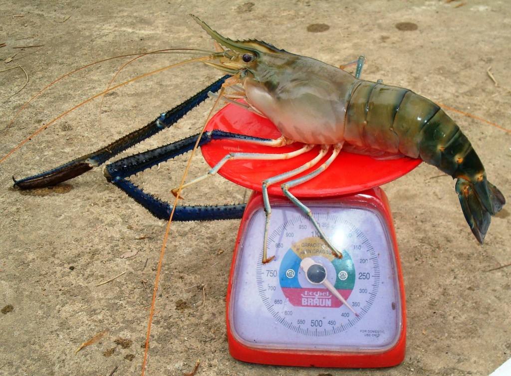 “它”偷偷潜入中国，或成小龙虾接班人，中国