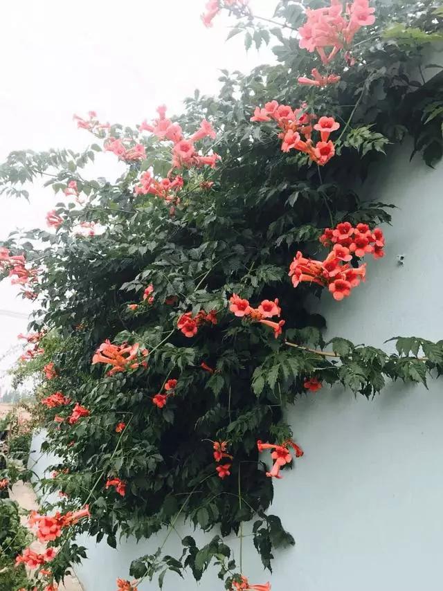 在自己改造的小院里和你一起到老