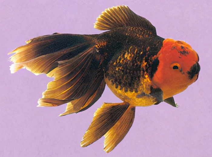 漂亮的金鱼欣赏108种_观赏鱼类_西南渔业网 水产养殖专业网 渔业行业