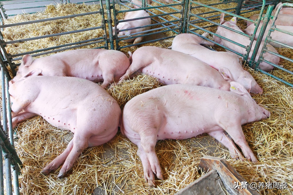 養豬周報：什么原因引起豬咳嗽，懷孕母豬咳嗽治療方法