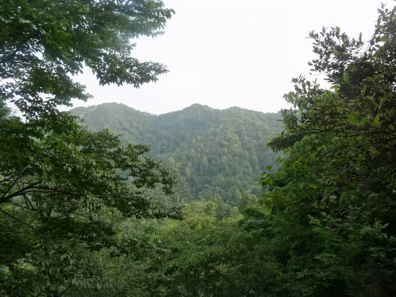 特务挖掘毛主席家祖坟，凶手作案后常做噩梦，群众举报后被判死刑