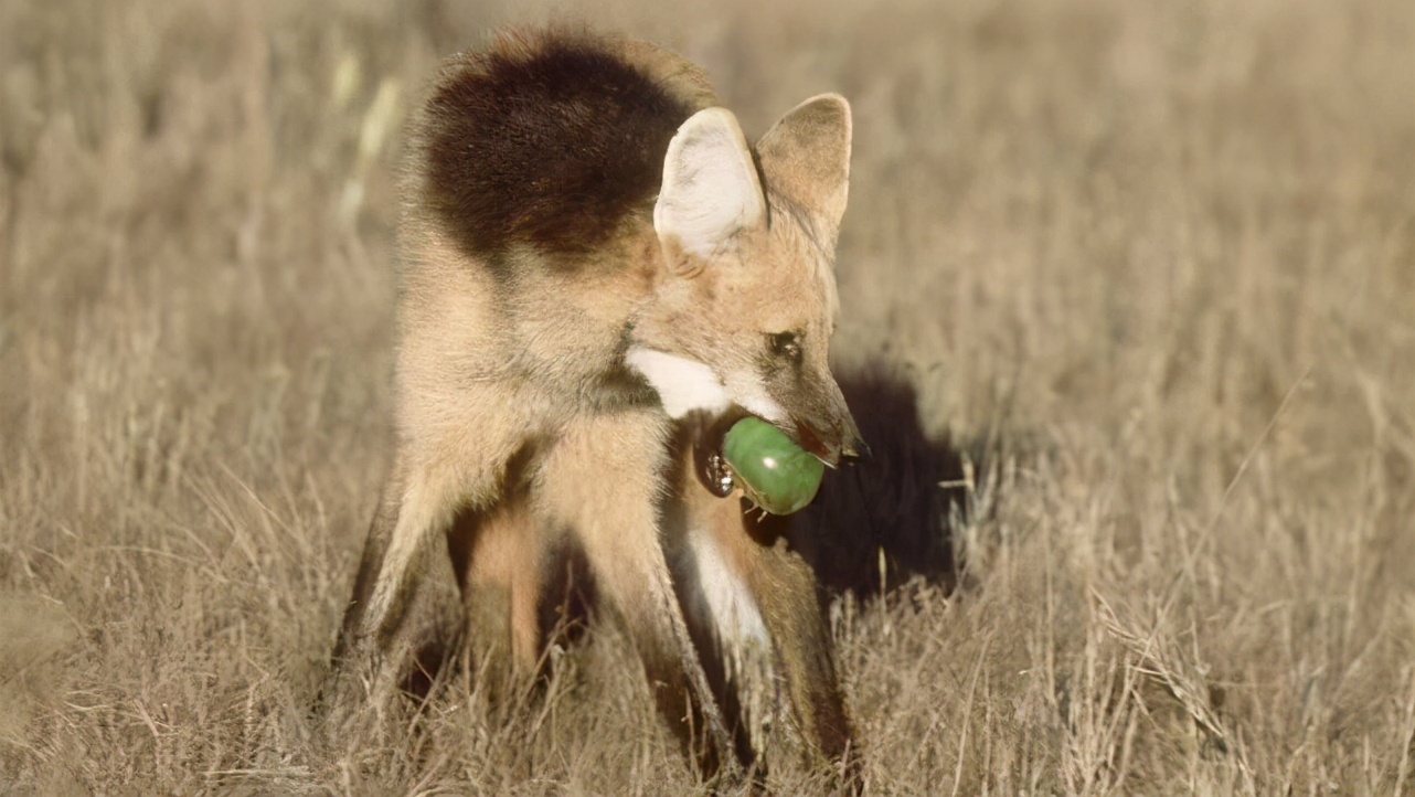 狼天生吃肉，但有種狼卻愛吃香蕉，還會自己剝皮，不是蕉太郎哦